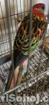 New Adult Rosella Bird